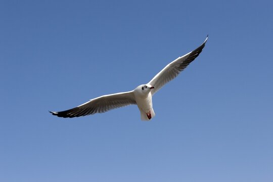 Gull or Seagull (Laridae), in flight, at Inle Lake, Shan State, Myanmar