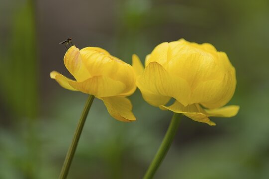 Globe Flower (Trollius europaeus), flowers, Thuringia, Germany