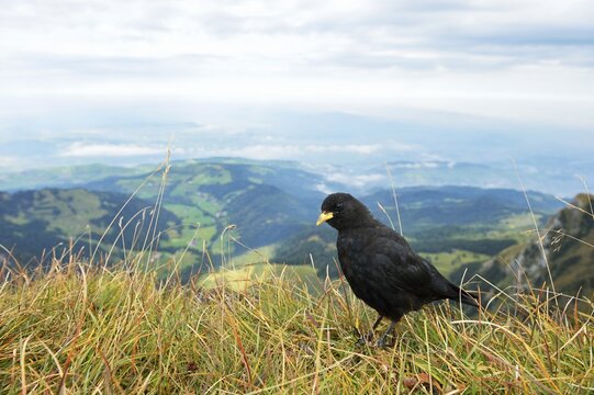 Alpine Chough (Chough graculus) with a views of the Swiss Plateau or Central Plateau, Pilatus, Luzern, Canton of Lucerne, Switzerland