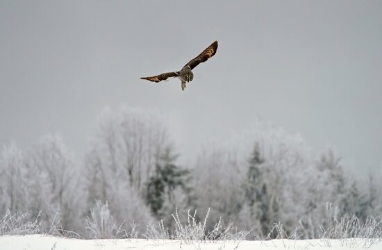 Great grey owl (Strix nebulosa), in flight, Kuusamo, Finland