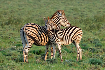 Two plains zebras (Equus burchelli) standing in natural habitat, South Africa © EcoView