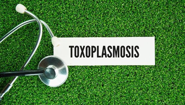 Stethoscope and paper with the word Toxoplasmosis is an infection caused by the single-celled parasite Toxoplasma gondii.