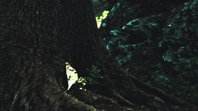 Sunlight illuminates a small section of a massive tree trunk and tiny green plants growing near the roots inside a dark forest during the day