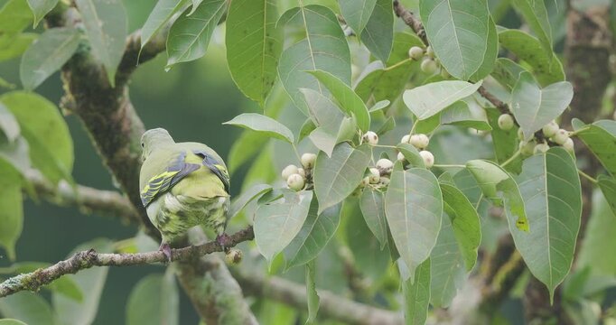 Grey-fronted Green Pigeon female actively grazes whitish Ficus fruit on tree bough at sunrise.