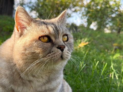 Cute cat in the garden