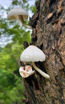 Leucocoprinus cretaceus often called the chalk-white parasol mushroom in chiang mai Thailand.