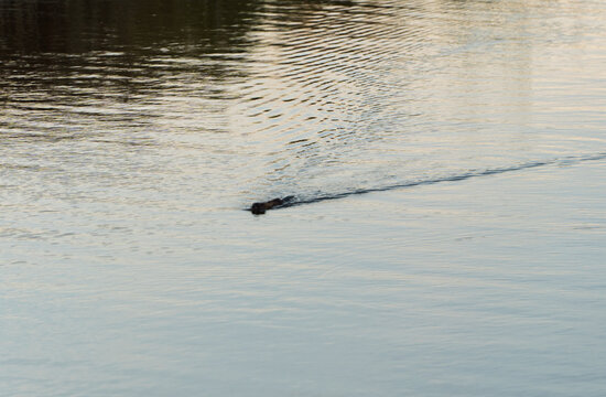 Wild muskrat or nutria swimming in the water of a river or lake leaving ripples behind. High-angle shot of semi-aquatic rodent or otter in its natural habitat outdoors. Wildlife photography on a calm.