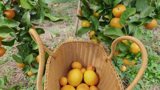 Freshly picked oranges fall one by one into a basket.