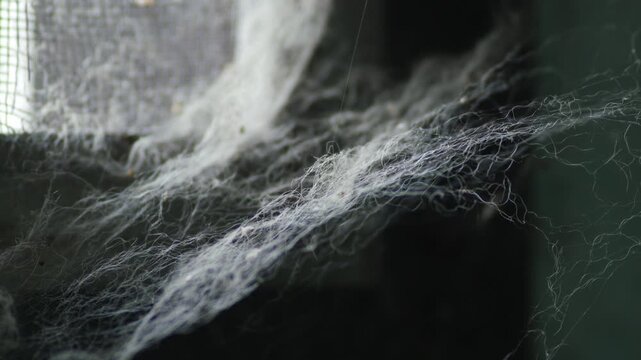 Macro close-up of dusty tangled spider web cobweb threads in a dark abandoned corner