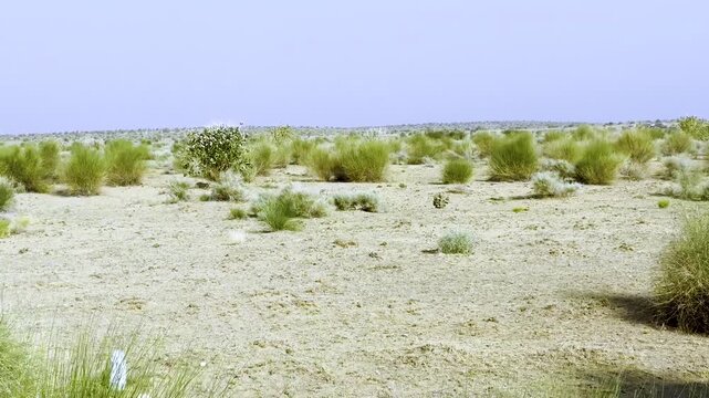 Beautiful landscape of Eastern side desert national Park Jaisalmer Rajasthan