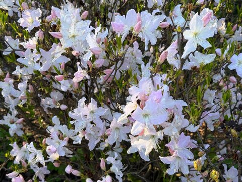 Rhododendron white and pink flowers in spring