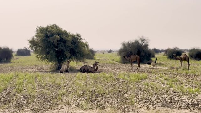 A group of Dromedary Camels resting and grazing under small tree in DNP Jaisalmer, Rajasthan