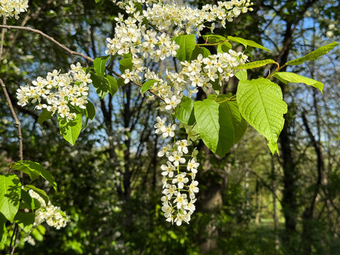 Spring mayday tree blossom Prunus padus bird cherry