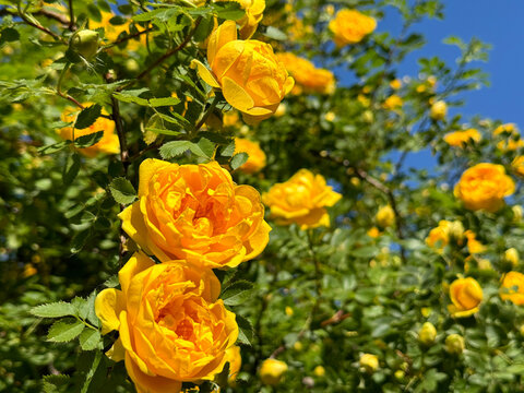 Yellow roses climbing bush in garden
