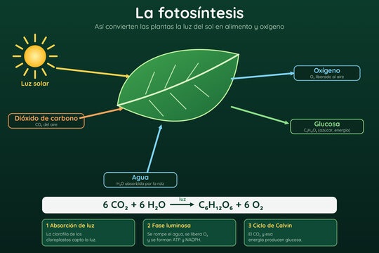 Infograf&iacute;a del proceso de fotos&iacute;ntesis en una hoja