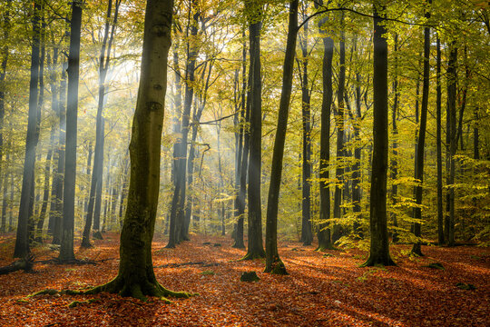 Beautiful morning in the autumn forest