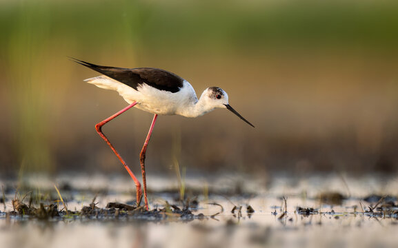 Common stilt bird ( Himantopus himantopus )