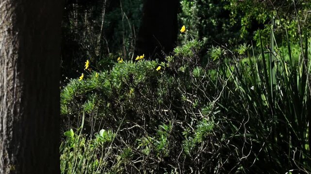 A slow motion reveal of a yellow daisy bush blooming among lush garden foliage in Green Point Park