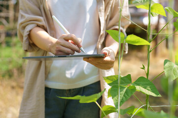 Farmer Using Digital Tablet and Stylus to Record Crop Data Among Green Bean Plants in Sunny Farm Field, ideal for smart farming, agritech, and sustainable agriculture concepts © Stella 16