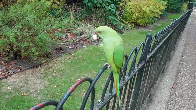 A vibrant green rose-ringed parakeet carefully cracks open and eats a nut