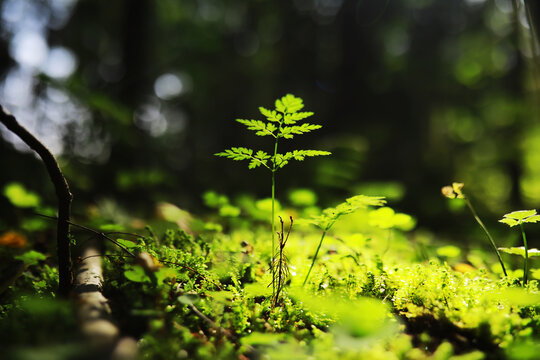 Spring nature background. Greenery of trees and grasses on a sunny spring morning. Forest landscape.