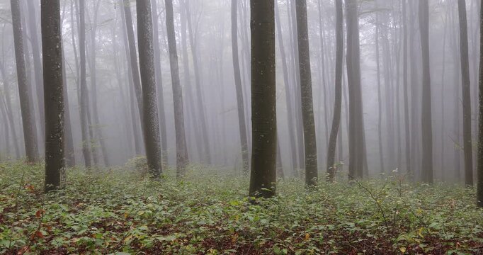 Calm foggy morning forest with big beech tree trunks in gentle breeze.
