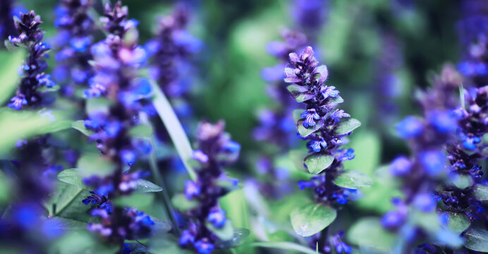 Plants and flowers macro. Detail of petals and leaves at sunset. Natural nature background.