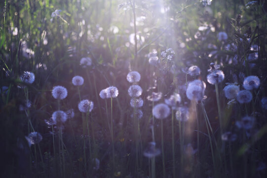 Plants and flowers macro. Detail of petals and leaves at sunset. Natural nature background.