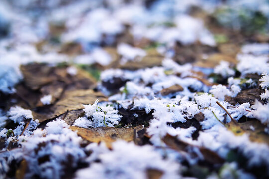 The forest is covered with snow. Frost and snowfall in the park. Winter snowy frosty landscape.