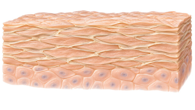 Intact Stratum Corneum with Corneocytes and Intercellular Lipids