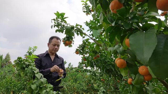 In Chinese orange orchard, pickers taste oranges to check ripeness, nod with satisfaction and keep harvesting.