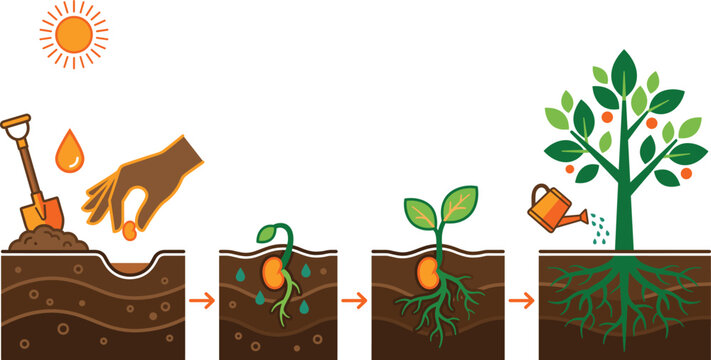 Plant life cycle vector illustration showing seed planting germination root sprout and watering fruit tree growth stages infographic