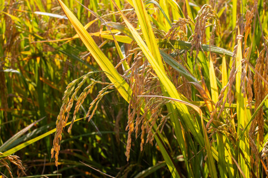 Lush green paddy fields showcase agricultural beauty, with vibrant rice plants, fertile soil, peaceful countryside scenery, and traditional farming landscapes.