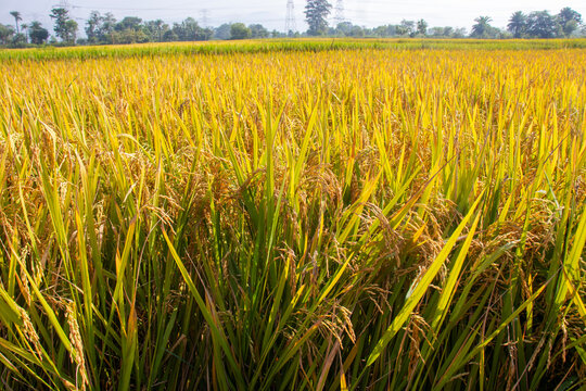 Lush green paddy fields showcase agricultural beauty, with vibrant rice plants, fertile soil, peaceful countryside scenery, and traditional farming landscapes.