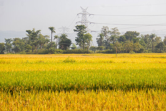 Lush green paddy fields showcase agricultural beauty, with vibrant rice plants, fertile soil, peaceful countryside scenery, and traditional farming landscapes.
