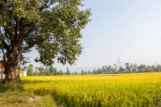 Lush green paddy fields showcase agricultural beauty, with vibrant rice plants, fertile soil, peaceful countryside scenery, and traditional farming landscapes.