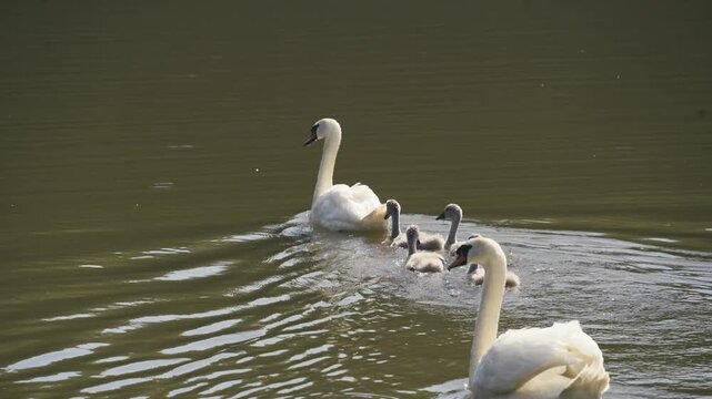 Close Up Tracking of White Swan Family with Cygnets Swimming in Public Park Lake Water, baby swans