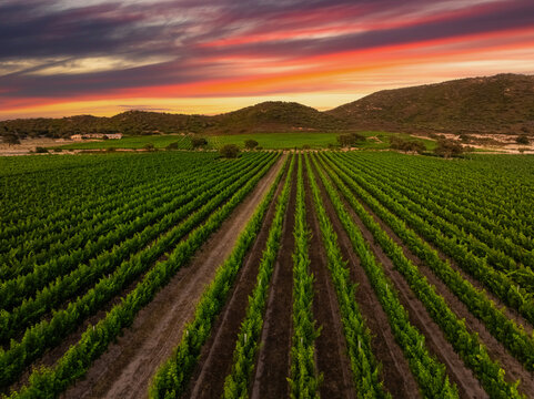 Aerial view of vineyard field at sunset in Sardinia, Italy