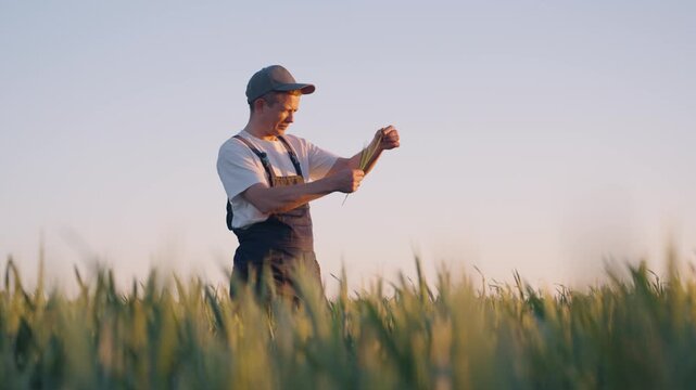 Farmer agronomist examining ripe wheat ears in sunset field while checking grain quality and planning harvest yield with careful focus in golden evening light and calm rural landscape