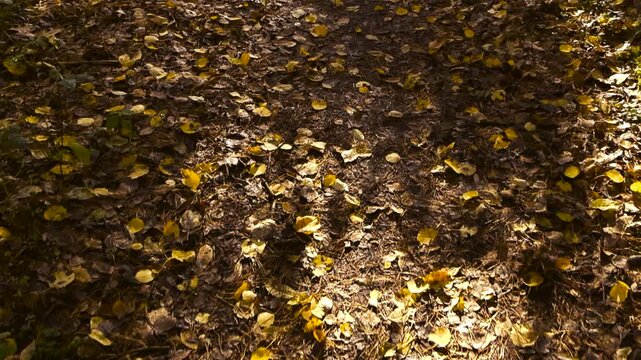 Camera gliding smoothly forward over a damp forest trail strewn with bright yellow autumn foliage, pine needles, and casting dynamic tree shadows in golden sunlight