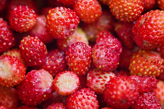 Close up full frame view of fresh organic red wild strawberries backdrop texture