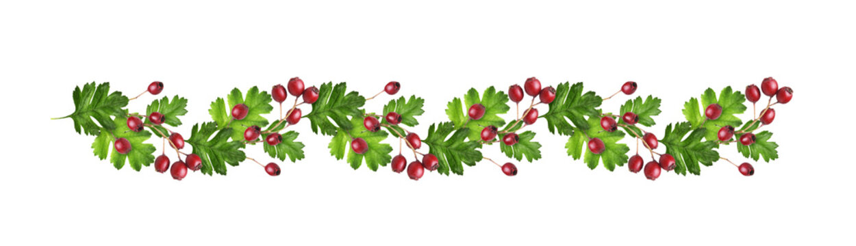 Crataegus (hawthorn) green leaves and red berries in a line floral arrangement isolated on white or transparent background. Loopable pattern.