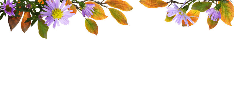 Autumn twigs with colorful leaves and purple flowers in top arrangement isolated on white or transparent background
