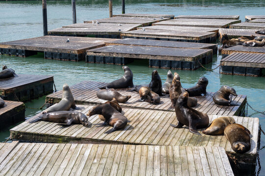 Sea lions resting on floating docks at Fisherman&rsquo;s Wharf, San Francisco