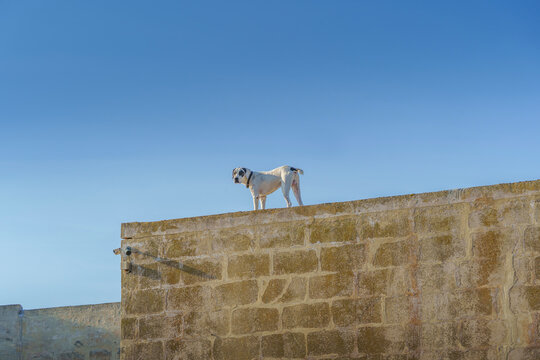 Alert Mixed Breed Dog Standing on Top of Weathered Limestone Wall Under Clear Blue Sky Background
