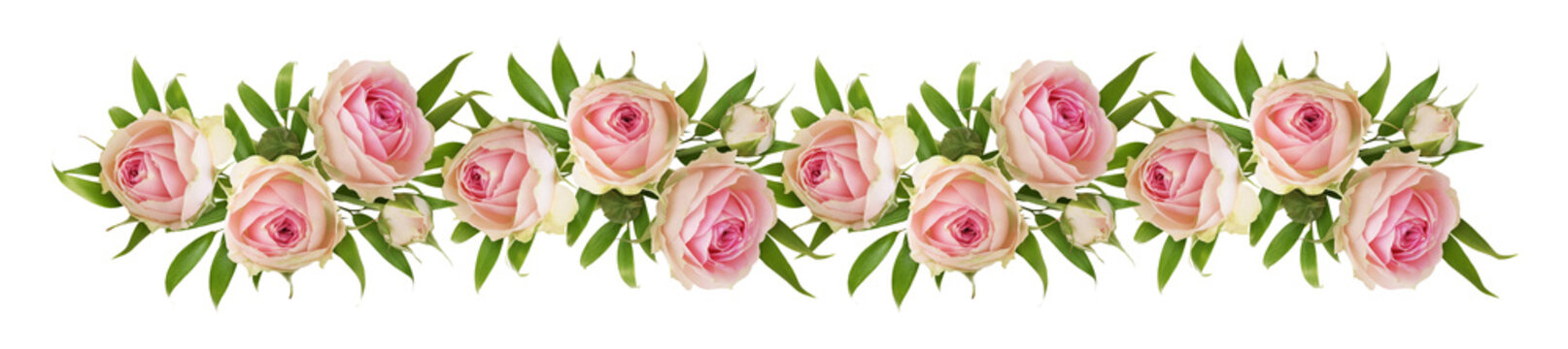 Small pink rose flowers and green eucalyptus leaves in a floral garland isolated on white or transparent background. Line arrangement.