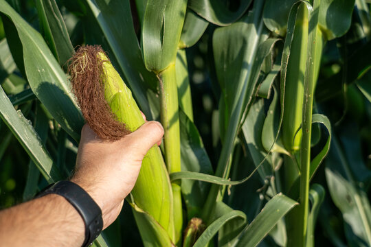 Hand inspecting a developing corn ear in a lush green agricultural field