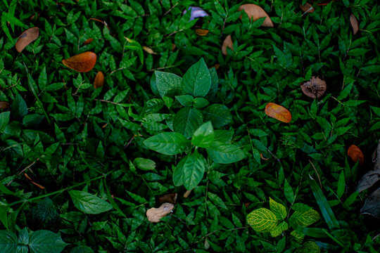 A top-down view of vibrant green plants and leaves growing densely in a natural garden.