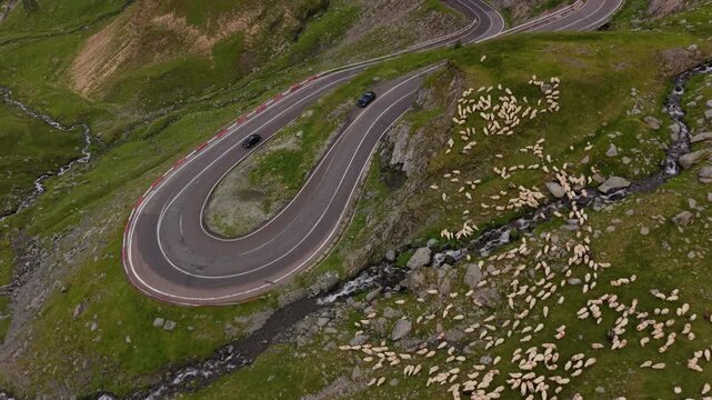 Transfagarasan Bend Divides Road Traffic and Sheep