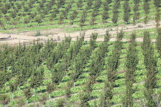 Elevated view of persimmon orchard intercropped with leafy green lettuce rows in sustainable farm, High density persimmon plantation with interrow lettuce cultivation in agricultural countryside.